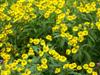 Photo of Genus=Helenium&Species=autumnale&Common=Sneezeweed, Helens Flower&Cultivar=