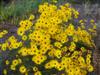 Photo of Genus=Helianthus&Species=angustifolius&Common=Gold Lace Swamp Flower&Cultivar='Gold Lace'