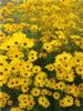 Photo of Genus=Helianthus&Species=salicifolius&Common=First Light Willowleaf Sunflower&Cultivar='First light'