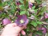 Photo of Genus=Helleborus&Species=x hybridus&Common=Blue Lady Lenten rose&Cultivar='Blue Lady'