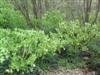 Photo of Genus=Helleborus&Species=foetidus&Common=Stinking Hellebore or Green Hellebore&Cultivar=