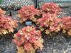 Photo of Genus=Heuchera&Species=villosa&Common=Caramel Alum Root&Cultivar='Caramel'