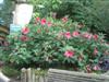 Photo of Genus=Hibiscus&Species=x&Common=Moy Grande Rose Mallow&Cultivar='Moy Grande'
