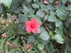 Photo of Genus=Hibiscus&Species=rosa-sinensis&Common=Chinese Hibiscus&Cultivar=
