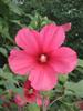 Photo of Genus=Hibiscus&Species=x&Common=Moy Grande Rose Mallow&Cultivar='Moy Grande'