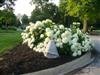 Photo of Genus=Hydrangea&Species=arborescens&Common=Annabelle Hydrangea&Cultivar='Annabelle'