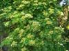 Photo of Genus=Hydrangea&Species=anomala subsp. petiolaris&Common=Climbing Hydrangea&Cultivar=