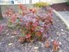 Photo of Genus=Hydrangea&Species=quercifolia&Common=Vaughn's Lillie Oakleaf Hydrangea&Cultivar='Vaughn's Lillie'®