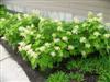 Photo of Genus=Hydrangea&Species=quercifolia&Common=Oakleaf Hydrangea&Cultivar='Sikes Dwarf'