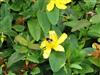 Photo of Genus=Hypericum&Species=calycinum&Common=Aarons Beard, Great St. Johnswort&Cultivar=