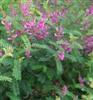 Photo of Genus=Indigofera&Species=heterantha&Common=Himalayan Indigo&Cultivar=