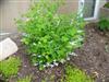 Photo of Genus=Indigofera&Species=decora&Common=Chinese Indigo&Cultivar=f. alba