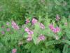 Photo of Genus=Indigofera&Species=heterantha&Common=Himalayan Indigo&Cultivar=