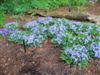 Photo of Genus=Iris&Species=cristata&Common=Dwarf Crested Iris&Cultivar='Eco Bluebird'