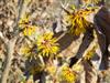 Photo of Genus=Hamamelis&Species=x intermedia&Common=James Wells Witchhazel&Cultivar='James Wells'