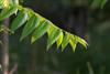 Photo of Genus=Juglans&Species=nigra&Common=Black Walnut&Cultivar=