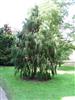 Photo of Genus=Juniperus&Species=coxii&Common=Cox Juniper&Cultivar=