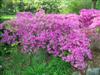 Photo of Genus=Rhododendron&Species=Gable Hybrids&Common=Gable Hybrid Azaleas&Cultivar='Karen'