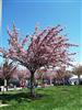 Photo of Genus=Prunus&Species=serrulata&Common=Kwanzan Double Flowering Cherry&Cultivar='Kwanzan'