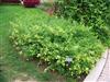 Photo of Genus=Lantana&Species=&Common=Luscious Lemonade Lantana&Cultivar=Luscious Lemonade