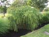 Photo of Genus=Larix&Species=decidua&Common=Weeping Larch&Cultivar='Pendula'