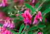 Photo of Genus=Lespedeza&Species=thunbergii&Common=Gibralter Bushclover&Cultivar='Gibraltar'