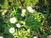 Photo of Genus=Leucanthemum&Species=superbum&Common=Shasta Daisy&Cultivar=