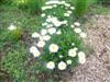 Photo of Genus=Leucanthemum&Species=x superbum&Common=Highland White Shasta Daisy&Cultivar='Highland White Dream'