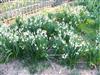 Photo of Genus=Leucojum&Species=aestivum&Common=Giant Snowflake&Cultivar=