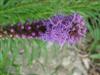 Photo of Genus=Liatris&Species=spicata&Common=Blazing Star, Gayfeather&Cultivar=