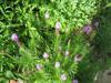 Photo of Genus=Liatris&Species=spicata&Common=Blazing Star, Gayfeather&Cultivar=