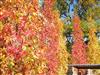 Photo of Genus=Liquidambar&Species=styraciflua&Common=Slender Silhouette Sweetgum&Cultivar='Slender Silhouette'