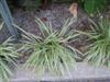 Photo of Genus=Liriope&Species=muscari&Common=Lily Turf&Cultivar='Variegata'