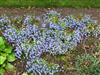 Photo of Genus=Lobelia&Species=erinus&Common=Edging Lobelia Garden Lobelia&Cultivar=