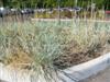 Photo of Genus=Elymus&Species=arenarius&Common=Blue Lyme Grass&Cultivar='Blue Dune'