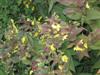 Photo of Genus=Lysimachia&Species=punctata&Common=Yellow Loosestrife&Cultivar=