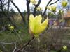 Photo of Genus=Magnolia&Species=x&Common=Sunburst Magnolia&Cultivar='Sunburst'