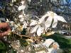 Photo of Genus=Magnolia&Species=x loebneri&Common=Loebner Magnolia&Cultivar=