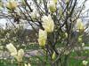 Photo of Genus=Magnolia&Species=x&Common=Elizabeth Magnolia&Cultivar='Elizabeth'