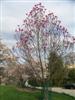 Photo of Genus=Magnolia&Species=x 'Galaxy'&Common=Galaxy Magnolia&Cultivar=