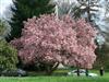Photo of Genus=Magnolia&Species=x soulangeana&Common=Saucer Magnolia&Cultivar=