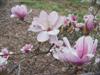 Photo of Genus=Magnolia&Species=x soulangeana&Common=Saucer Magnolia&Cultivar=