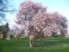 Photo of Genus=Magnolia&Species=x soulangeana&Common=Saucer Magnolia&Cultivar=