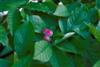 Photo of Genus=Magnolia&Species=salicifolia&Common=Anise Magnolia&Cultivar=