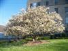 Photo of Genus=Magnolia&Species=x&Common=United Way Magnolia&Cultivar='United Way'