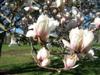 Photo of Genus=Magnolia&Species=denudata&Common=Yulan Magnolia&Cultivar=