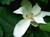 Photo of Genus=Magnolia&Species=macrophylla&Common=Bigleaf Magnolia&Cultivar=