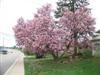 Photo of Genus=Magnolia&Species=x soulangeana&Common=Saucer Magnolia&Cultivar=