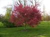 Photo of Genus=Malus&Species=sp.&Common=Prairifire Crabapple&Cultivar='Prairifire'