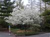 Photo of Genus=Malus&Species=sp.&Common=Donald Wyman Crabapple&Cultivar='Donald Wyman'